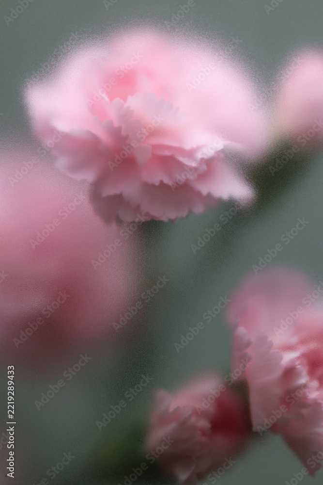 Fototapeta premium Smoke selected soft focus pink carnation Flower through translucent matte frosted glass. Abstract natural blurred grain gray fog background.