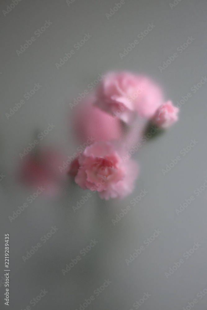 Fototapeta premium Smoke selected soft focus pink carnation Flower through translucent matte frosted glass. Abstract natural blurred grain gray fog background.