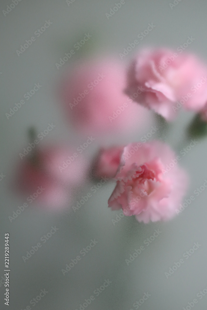 Fototapeta premium Smoke selected soft focus pink carnation Flower through translucent matte frosted glass. Abstract natural blurred grain gray fog background.
