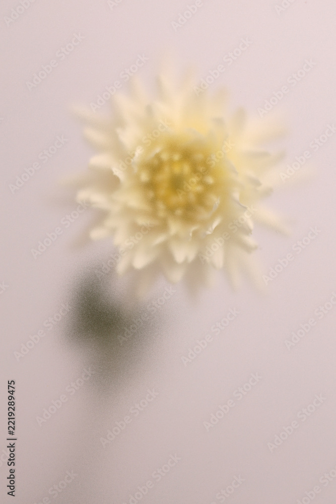 Fototapeta premium Smoke selected soft focus beige white Dahlia, chrysanthemum, aster Flower through translucent matte frosted glass. Abstract natural blurred grain light fog background.