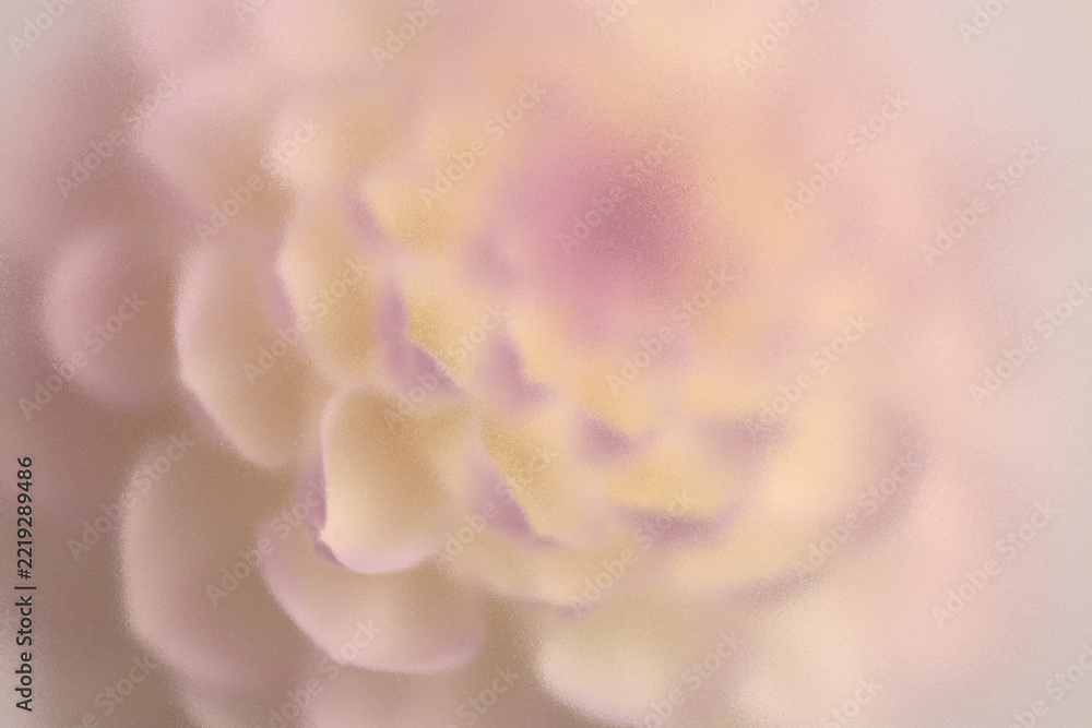 Naklejka premium Macro Smoke selected soft focus beige white, pink Dahlia, chrysanthemum, aster Flower through translucent matte frosted glass. Abstract natural blurred grain light fog background.