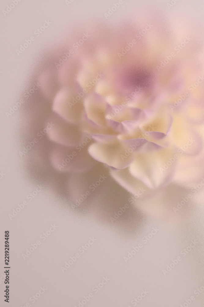 Naklejka premium Smoke selected soft focus beige white, pink Dahlia, chrysanthemum, aster Flower through translucent matte frosted glass. Abstract natural blurred grain light fog background.