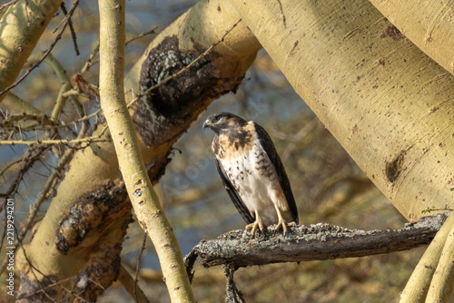 Immature Augur Buzzard (Buteo rufofuscus), Ngorongoro crater, Ngorongoro Conservation Area, Tanzania,