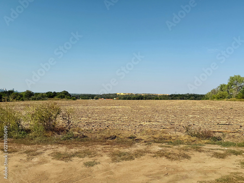 Landscape of field of wheat and blue sky