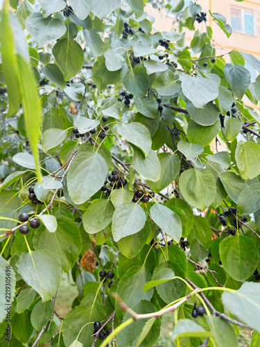 Rhamnus cathartica berry on a lush green tree