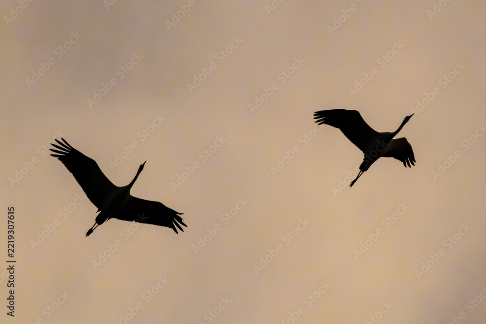 Fototapeta premium Two cranes flying with outstretched wings in silhouette