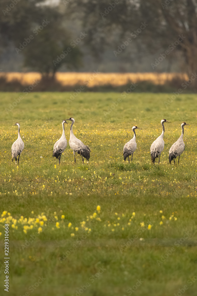 Fototapeta premium Common cranes in a meadow with yellow flowers in Rhinluch, Brandenburg, Germany