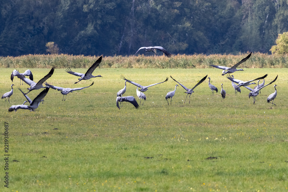 Fototapeta premium Common cranes flying low over a meadow in Rhinluch, Brandenburg, Germany