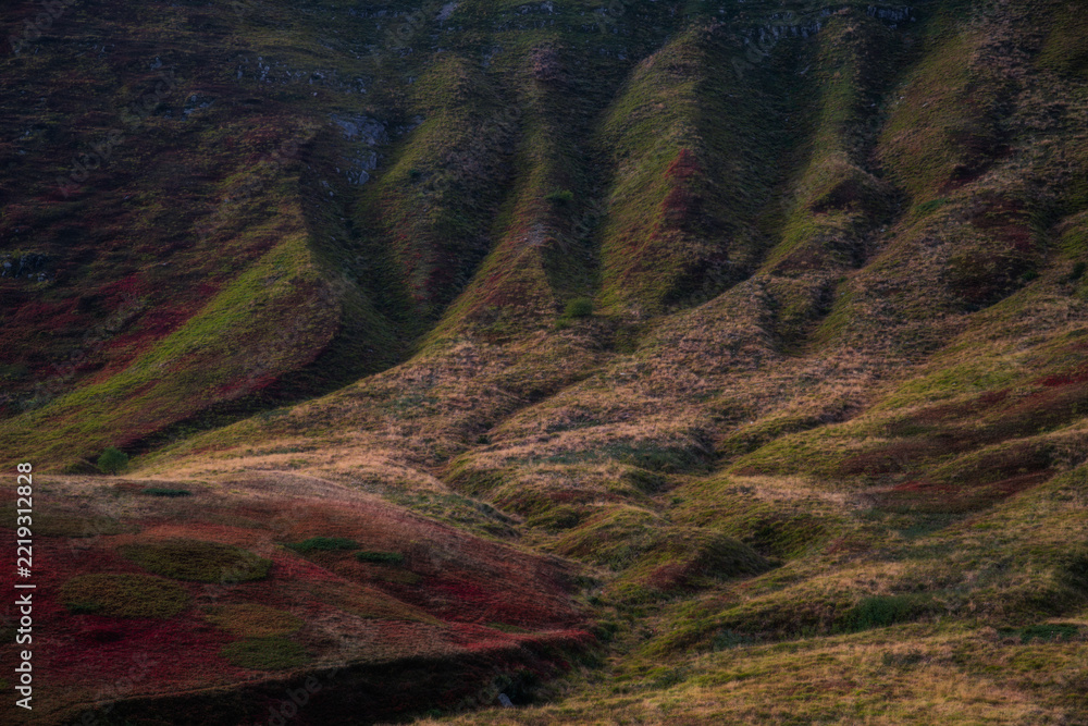 Obraz premium Undulating alpine ridges covered with crimson bilberry heath and dry golden pastures in the Tuscan-Emilian Apennine National Park, Italy. Natural erosion gullies showcase typical regional geomorpholog