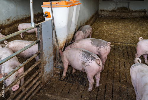 Mastschweine mit unkupiertem Ringelschwanz am Futterautomaten im Tierwohl-Stall der Haltungsstufe 3.