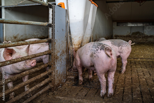 Mastschweine mit unkupiertem Ringelschwanz am Futterautomaten vor dem eingestreuten Liegebereich.