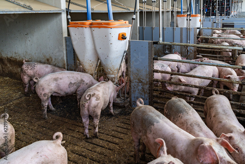 Mastschweine mit unkupiertem Ringelschwanz am Futterautomaten vor dem eingestreuten Liegebereich.