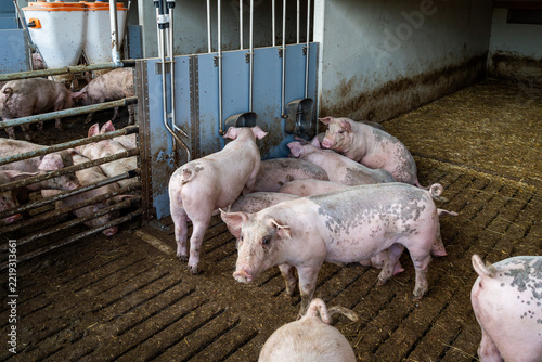 Mastschweine mit unkupiertem Ringelschwanz am Futterautomaten vor dem eingestreuten Liegebereich.