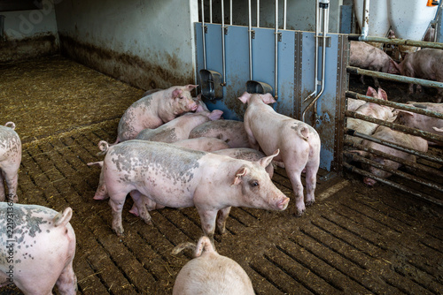 Mastschweine mit unkupiertem Ringelschwanz an der Tränke im Tierwohl-Stall der Haltungsstufe 3.