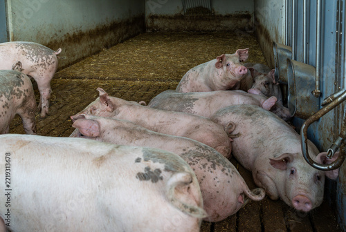 Ruhende Mastschweine mit unkupiertem Ringelschwanz im eingestreuten Liegebereich des Tierwohl-Stalls (Haltungsstufe 3).