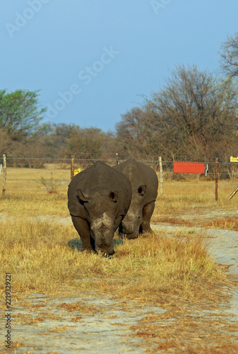 Obraz na plátně Two White Rhinoceros walking in Ngamo Rhino Sanctuary in Hwange National Park