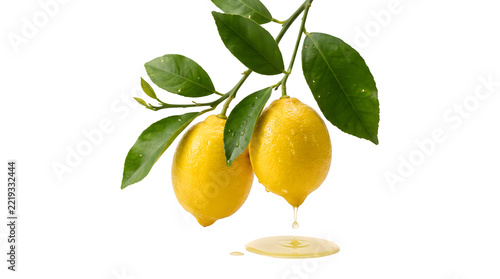 Two lemons hanging from a tree branch with green leaves on transparent background