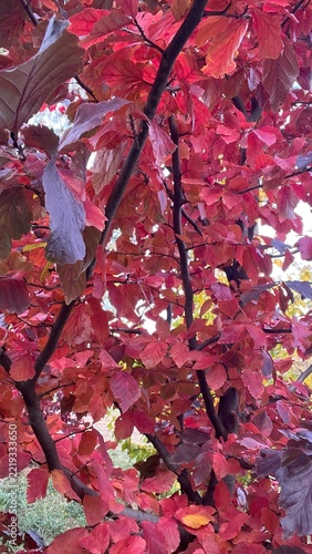 red maple leaves