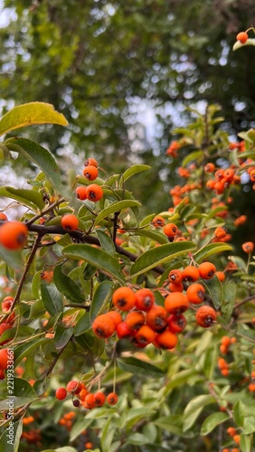 wild orange berries 
