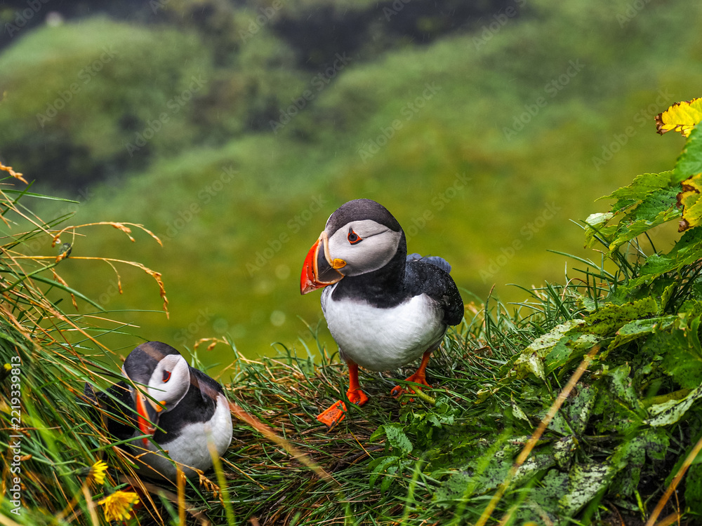 Fototapeta premium Colony of Atlantic puffins or Fratercula arctica on the green grass, Iceland, Dyrholaey cliffs. Close-up. Common puffin, is a seabird species of the auk family, Alcidae.
