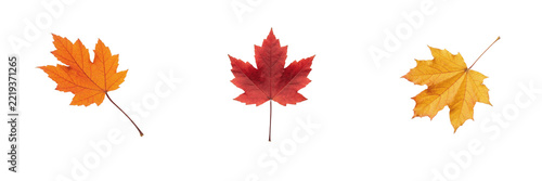 Autumn Maple Leaves Set Isolated PNG Cutout - Vibrant Orange, Red, and Yellow Fall Foliage Collection, Thanksgiving Holiday Decoration, Autumn Season Banner, Natural Leaf Mockup, Graphic Design Asset