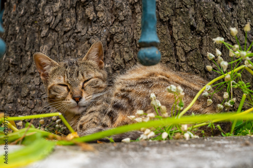 Feline resting comfortably among wildflowers and bark texture