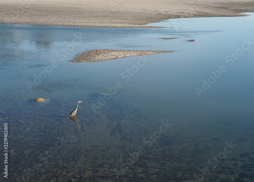 great blue heron wading into Ogunquit river in Maine