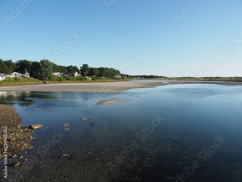 great blue heron wading into Ogunquit river in Maine