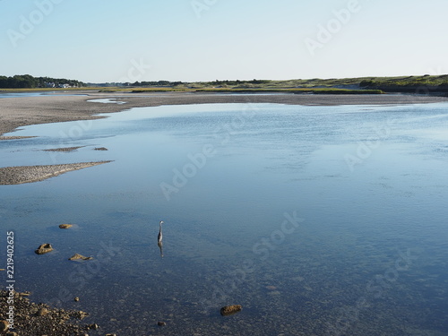 great blue heron wading into Ogunquit river in Maine