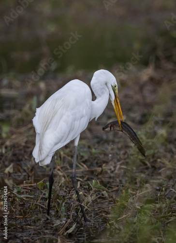 Great egret Standing in a rice field, catching snakehead fish to eat.