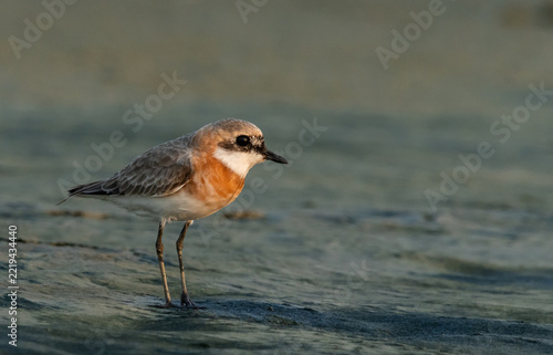 A beautiful lesser sand plover standing on the wet sand near the water during breeding season.