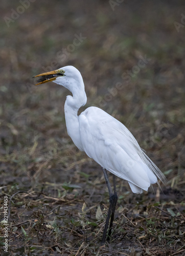 Great egret Standing in a rice field, catching snakehead fish to eat.