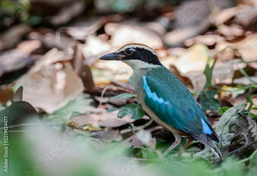 Fairy Pitta (Pitta nympha) foraging on dry leaf litter in its natural forest habitat.