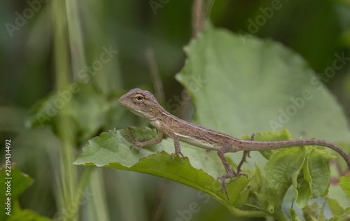 Changeable Lizard animal portrait macro shot.