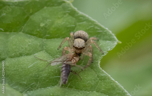 Hesperiidae It's a macro photography of insects.