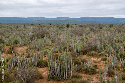 Landscape shot of arid land