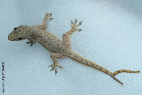 A small, brown house gecko rests on a light blue textured surface. It features a rare bifurcated (two-branched) tail, 09 October 2026 Indonesia