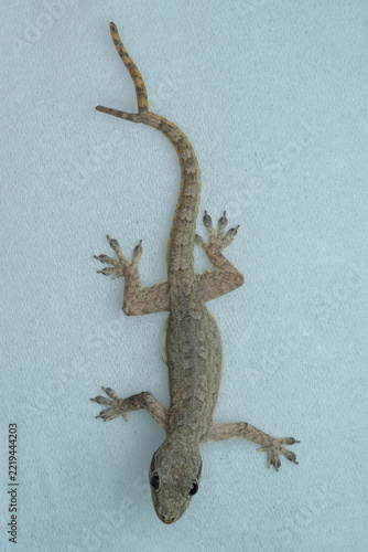 A small, brown house gecko rests on a light blue textured surface. It features a rare bifurcated (two-branched) tail, 09 October 2026 Indonesia