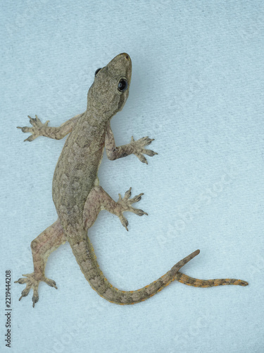 A small, brown house gecko rests on a light blue textured surface. It features a rare bifurcated (two-branched) tail, 09 October 2026 Indonesia