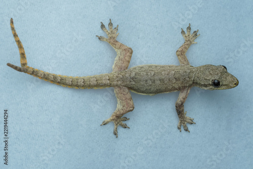 A small, brown house gecko rests on a light blue textured surface. It features a rare bifurcated (two-branched) tail, 09 October 2026 Indonesia