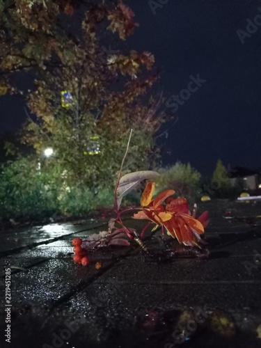 A fallen branch with red rowan berries and autumn leaves lying on wet pavement at night, with illuminated trees and street lights in the background, creating a moody autumnal atmosphere after rain