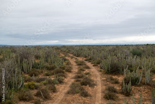 Dirt Road seen in the karoo
