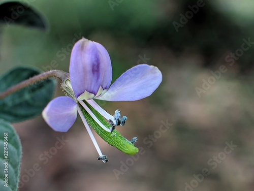 Obraz na plátně Beautiful purple Cleome rutidosperma flower fully bloomed with distinct green le