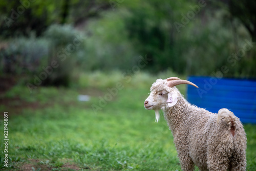 Thoughtful goat seen standing outdoors