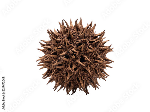Dried sweetgum fruit seed pod isolated on a transparent background