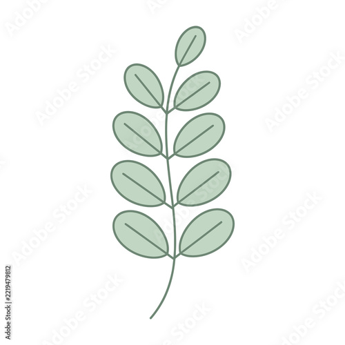 Botanical branch with green leaves illustration on white background