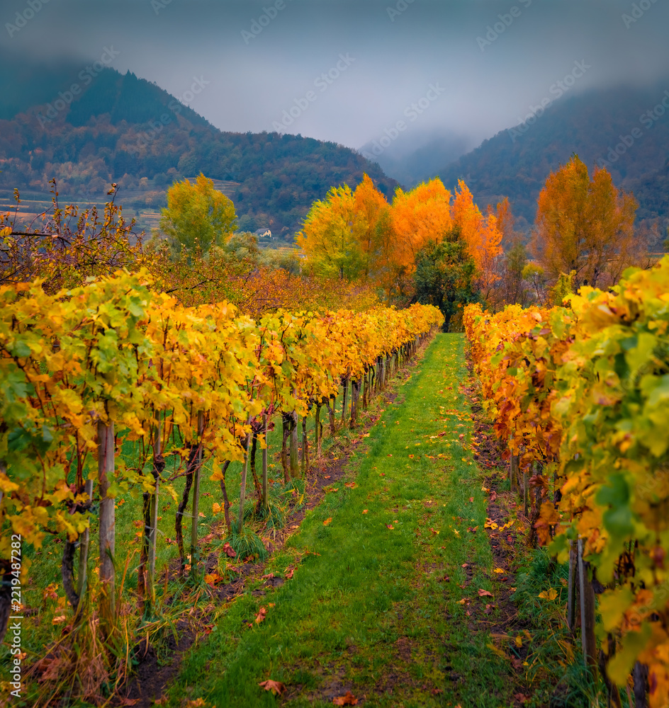Fototapeta premium Misty autumn view of vineyard in a mountain valley, Austria, Europe. Captivating morning scene of Austrian Alps. Beauty of countryside concept background.