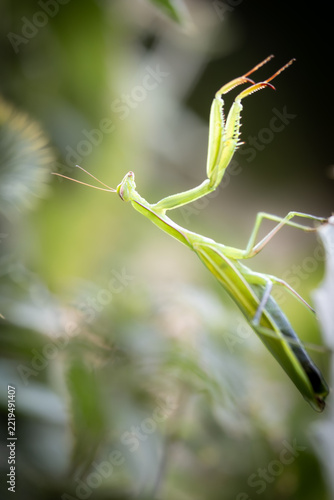 Green Praying Mantis Close-Up – Fascinating Insect (Mantis religiosa)