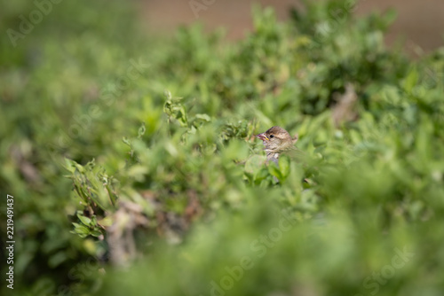 Female House Sparrow Peeking Out from Green Bush (Passer domesticus)