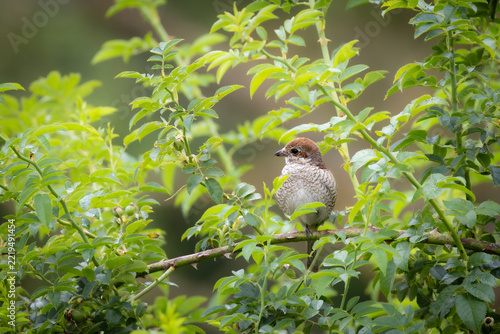 Female Red-backed Shrike in Bush – Close-Up Portrait (Lanius collurio)